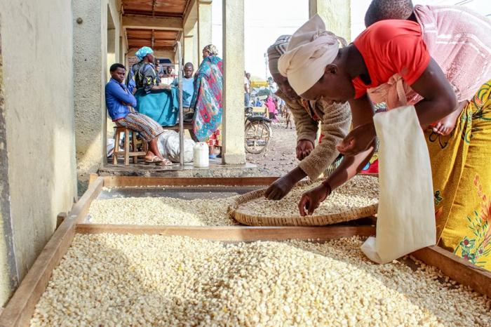 Des acheteurs examinent le mais dans un marche a l'est du Rwanda. Avant qu'un programme du gouvernement n'oblige bien des agriculteurs a prioriser les semences de mais hybride, force gens pouvaient consommer leur production. Or aujourd'hui, une partie importante de la production locale du mais est revendue au gouvernement pour etre distribuee dans tout le pays. Janviere Uwimana, GPJ Rwanda