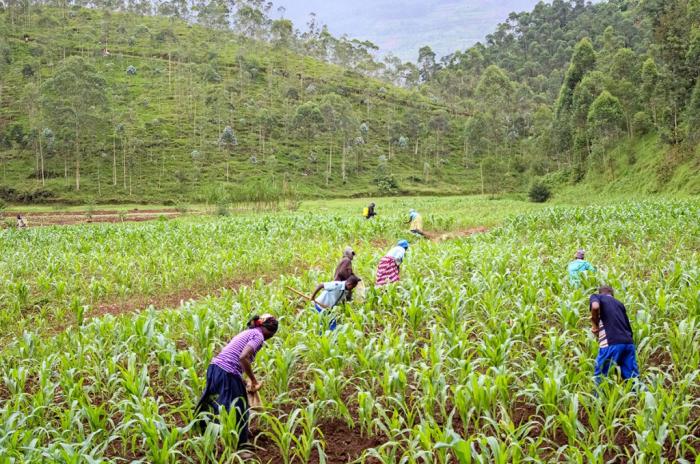 Des agriculteurs en milieu rural au Rwanda restent sceptiques quant a la capacitie d'un programme du gouvernement axe sur l'utilisation des semences de mais hybride a pouvoir, a la longue, profiter au pays. Janviere Uwimana, GPJ Rwanda