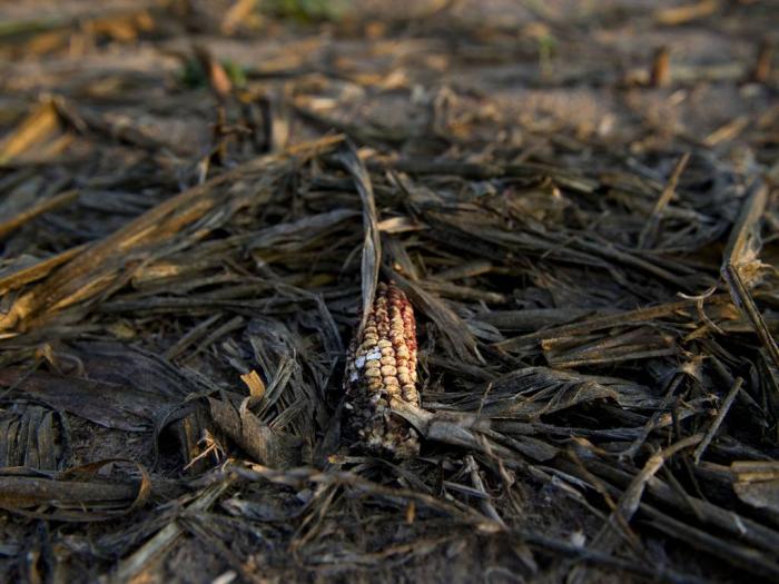 Widespread drought devastated a corn crop on a farm near Bruceville, Indiana in 2012. The report for Widespread drought devastated a corn crop on a farm near Bruceville, Indiana in 2012. The report for