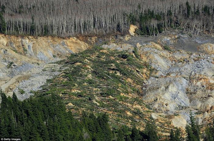 Trees lie flat across the ground between Darrington and Arlington, Washington, after the disaster. Trees lie flat across the ground between Darrington and Arlington, Washington, after the disaster.