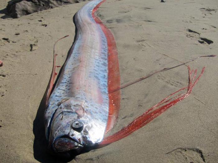 Are these oarfish in Mexico predicting an earthquake ...