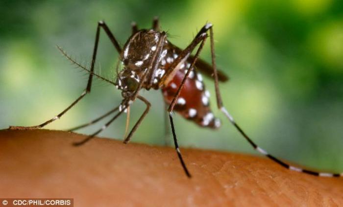 Malaria, which is among the diseases carried by mosquitoes (pictured), kills more than 600,000 peopl Malaria, which is among the diseases carried by mosquitoes (pictured), kills more than 600,000 peopl