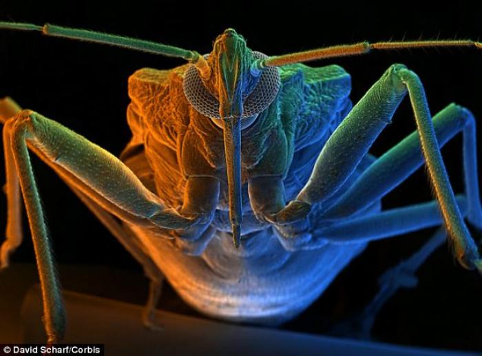 A total of 10,000 people are killed every year by Chagas disease, which is spread by the Assassin bu A total of 10,000 people are killed every year by Chagas disease, which is spread by the Assassin bu