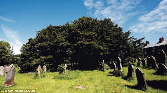 The ancient yew (pictured) in a Welsh churchyard has standing since more than 3,000 years before Chr The ancient yew (pictured) in a Welsh churchyard has standing since more than 3,000 years before Chr