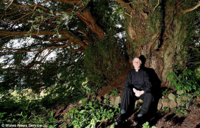 There are hundreds of ancient yew trees across Britain, but the 60-foot-wide giant (pictured with ch There are hundreds of ancient yew trees across Britain, but the 60-foot-wide giant (pictured with ch