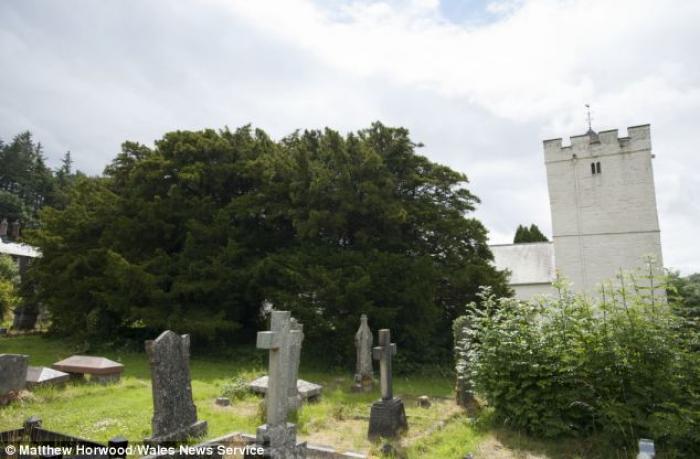 It is believed that the yew (recording-breaking specimen pictured) is found in churchyards across Eu It is believed that the yew (recording-breaking specimen pictured) is found in churchyards across Eu