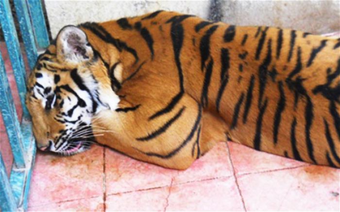 A tiger was found in a cage in a room of an abandoned house by Mexican authorities. The tiger has be A tiger was found in a cage in a room of an abandoned house by Mexican authorities. The tiger has be