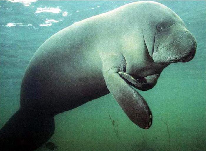 "Manatee mortality" has increased dramatically over the past several years. "Manatee mortality" has increased dramatically over the past several years.