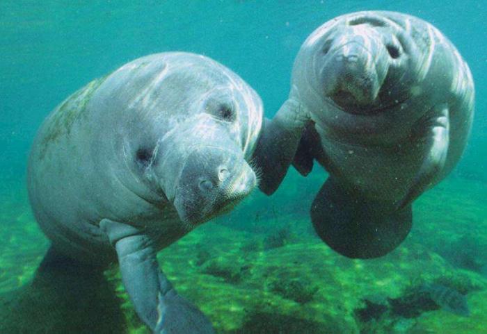 While manatees would still remain protected, the move to become merely "threatened" would allow rest While manatees would still remain protected, the move to become merely "threatened" would allow rest