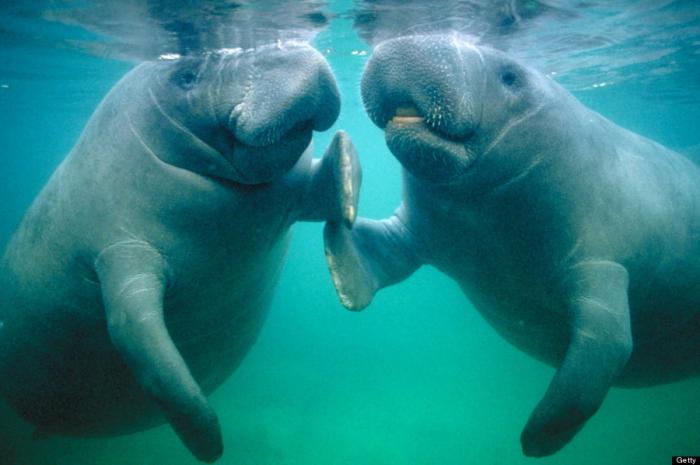 The U.S. Fish and Wildlife Service, or FWS is considering reclassifying manatees down to "threatened The U.S. Fish and Wildlife Service, or FWS is considering reclassifying manatees down to "threatened
