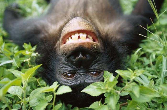 Also in danger of vanishing from the wild are animals that are currently rated as merely being endan Also in danger of vanishing from the wild are animals that are currently rated as merely being endan